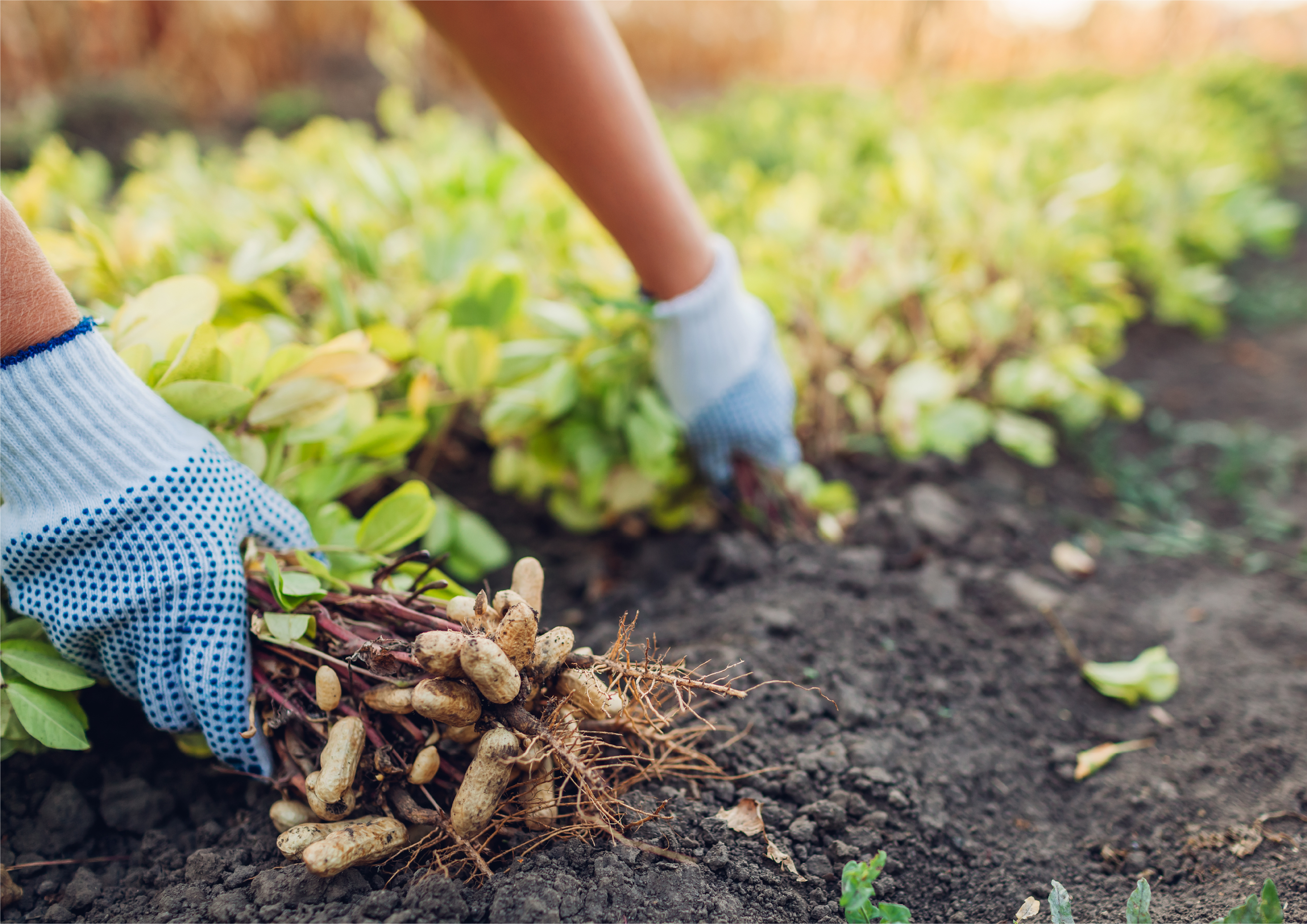 守護(hù)國(guó)人健康飲食，杜絕油罐車(chē)，全力打造“中國(guó)好糧油”示范企業(yè)